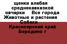 щенки алабая ( среднекавказкой овчарки) - Все города Животные и растения » Собаки   . Красноярский край,Бородино г.